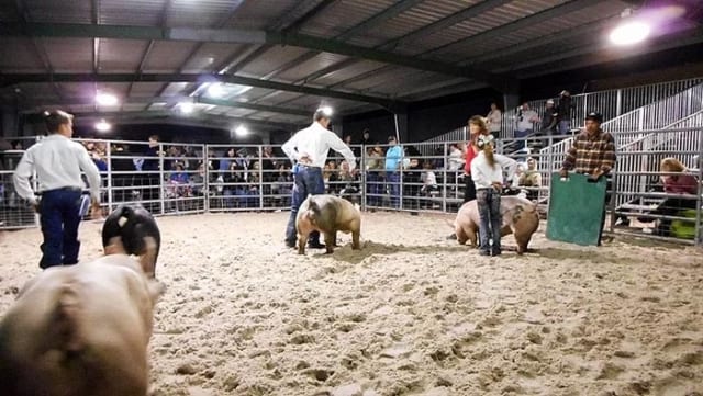 Rodeo activities at 4 H Club