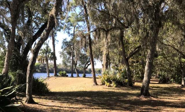Oak trees with Spanish moss line a sandy clearing at Bob Mason Park.