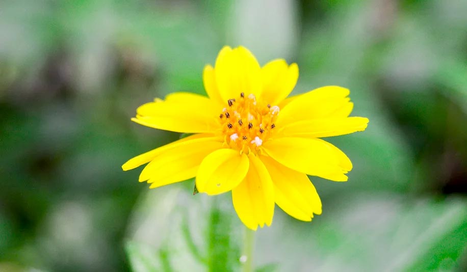 Beautiful yellow flower at Labelle Nature Park