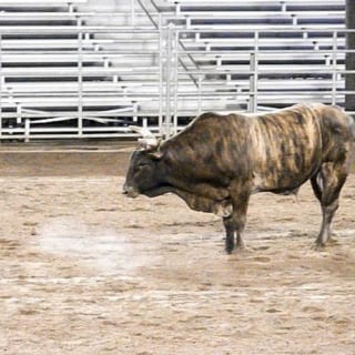 Bull in the Rodeo arena