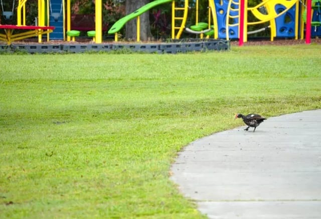 A black bird walks across a concrete path at Zac Reyna Memorial Playground in LaBelle.