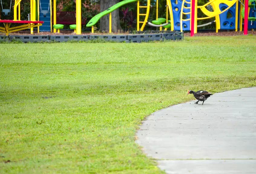 Zac Reyna Memorial Playground